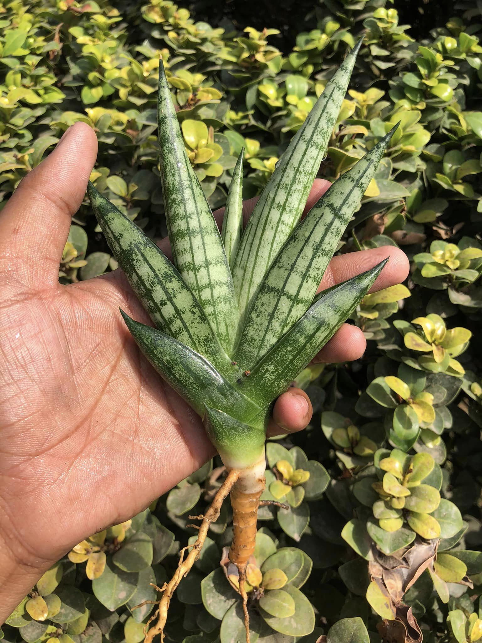 Sansevieria MANJHA