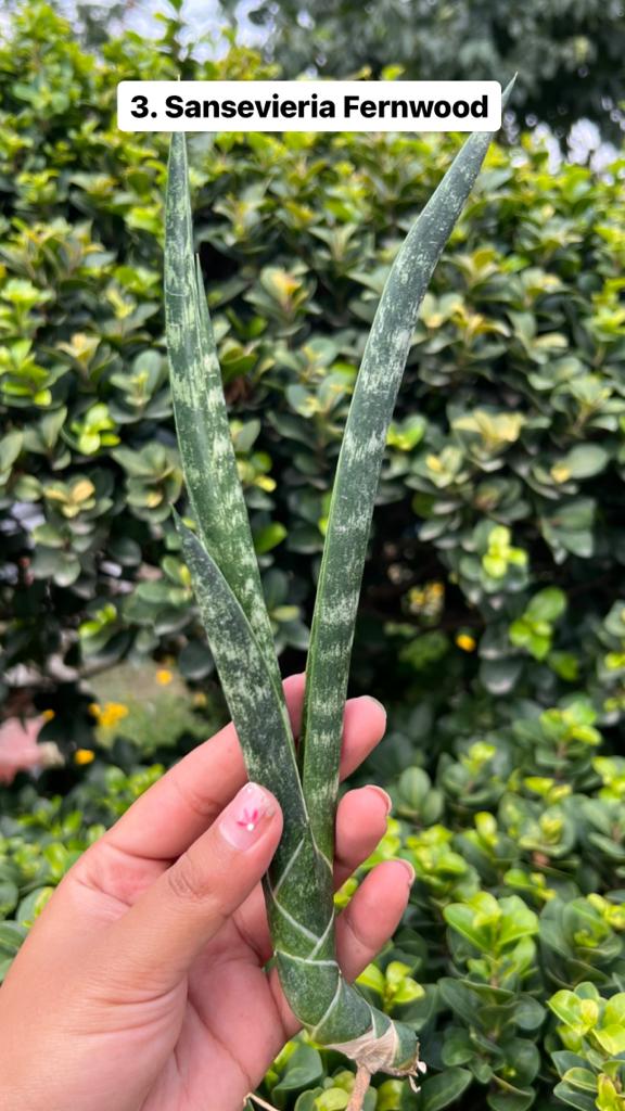 Sansevieria Combo Offer Of 6 (L)