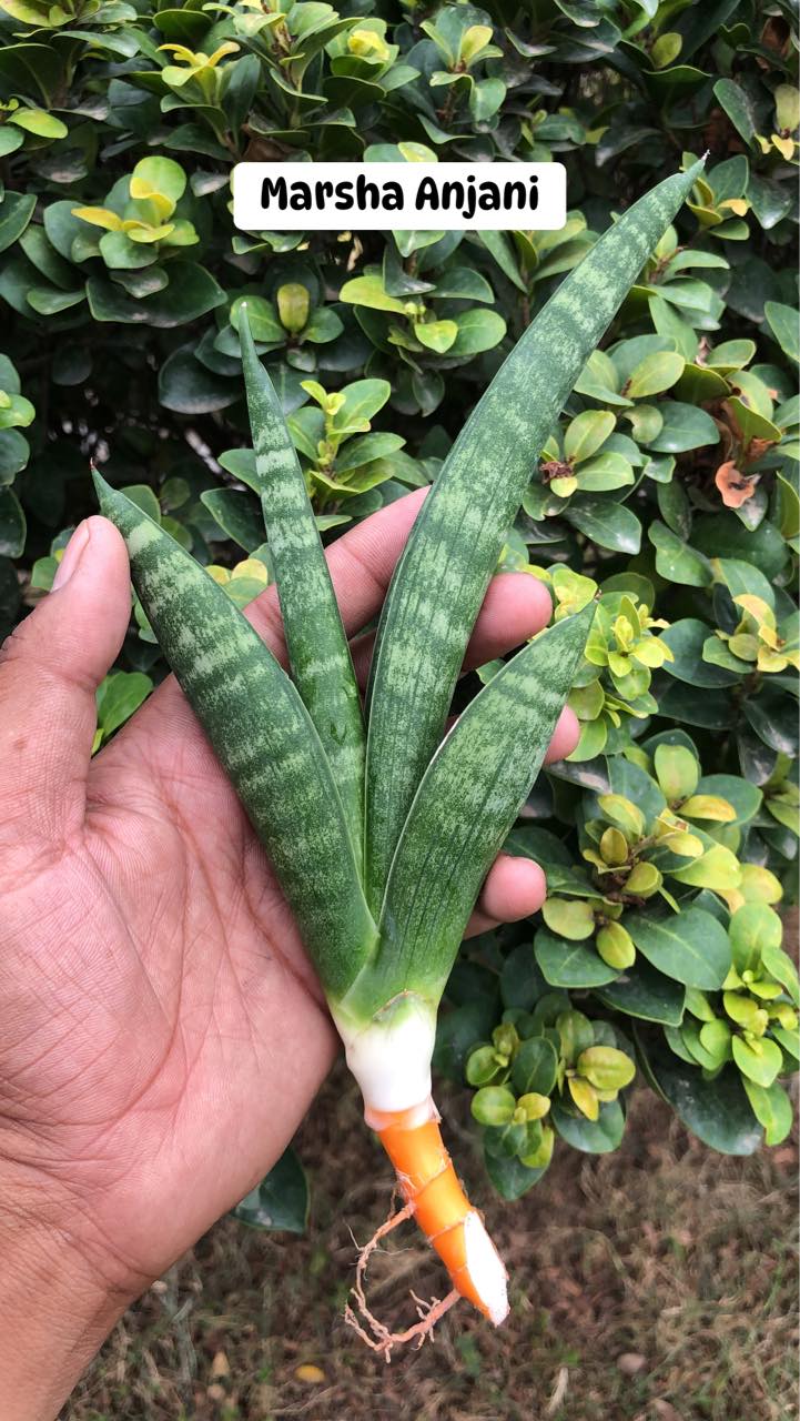 Combo #09 Sansevieria (of seven Plants)