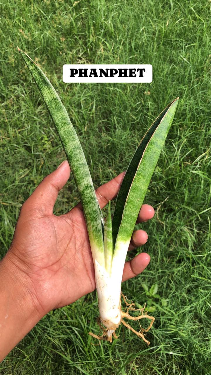Sansevieria Combo #40 (Four Plants)