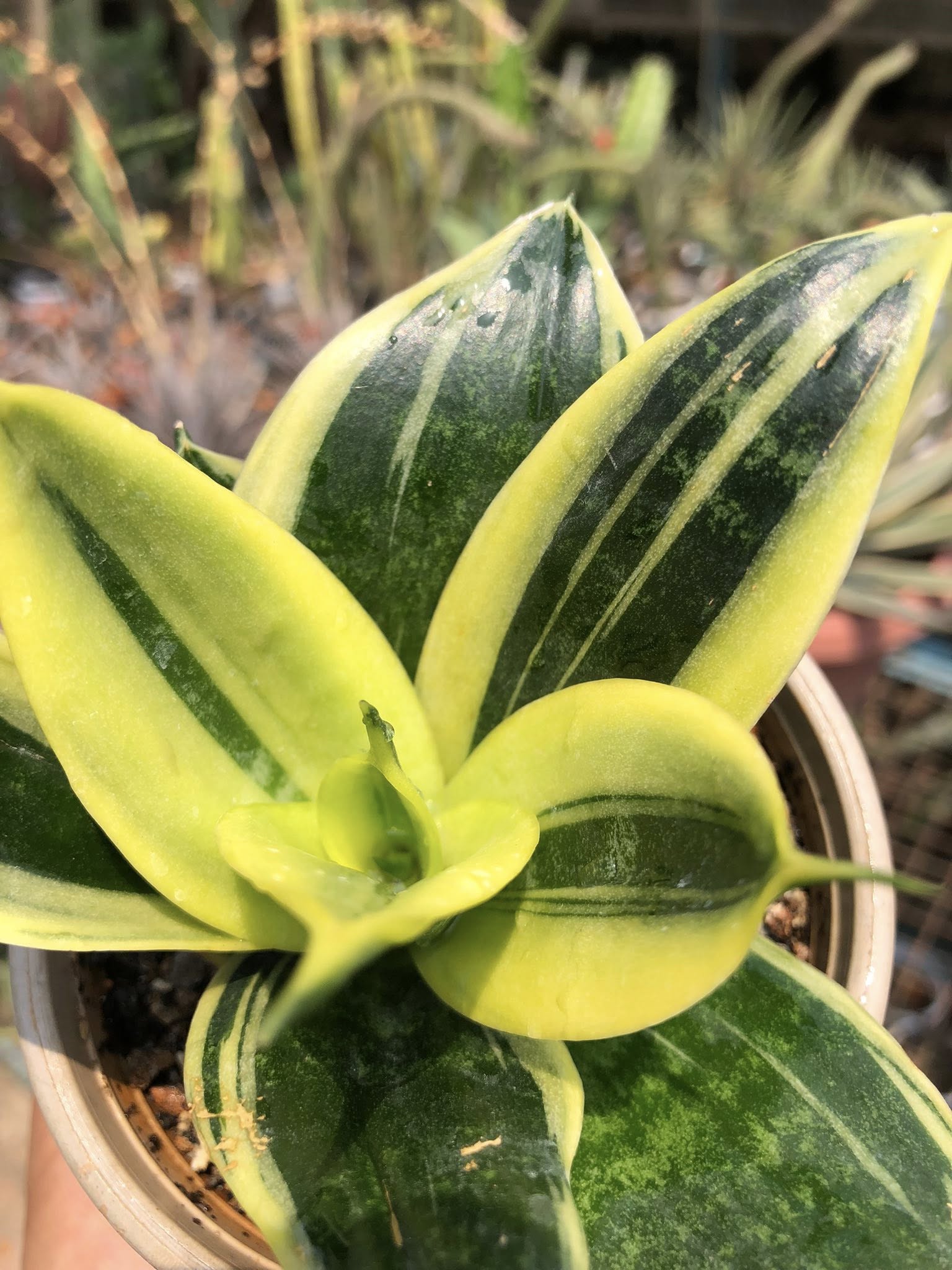 Sansevieria GOLDFLAME DWARF