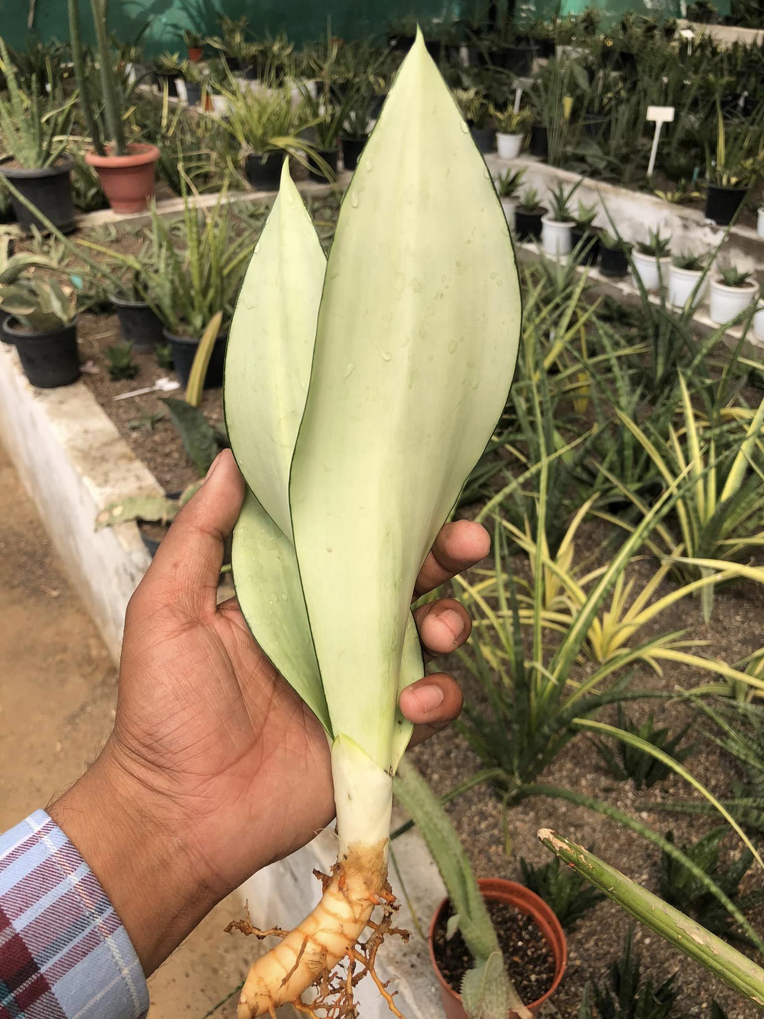 Sansevieria Moonshine Var