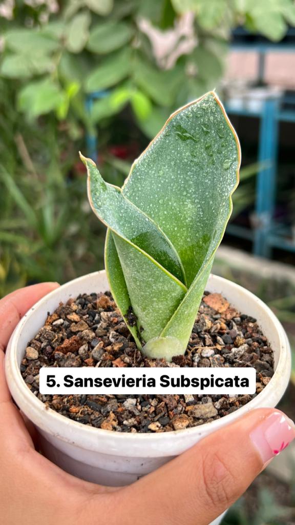 Sansevieria Combo #54 (Six Plants)