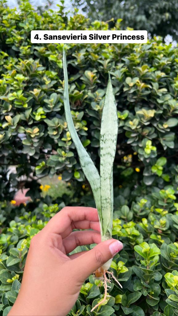 Sansevieria Combo Offer Of 6 (L)