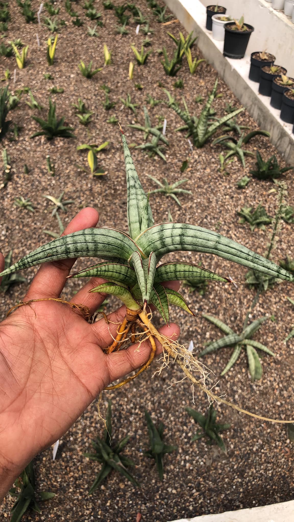 Sansevieria BELLA SILVER