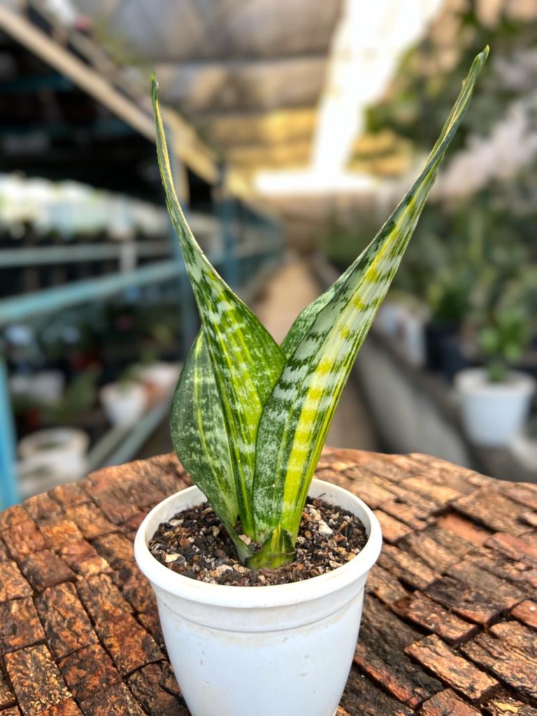 Sansevieria Trifaciata 'Futura Gold'