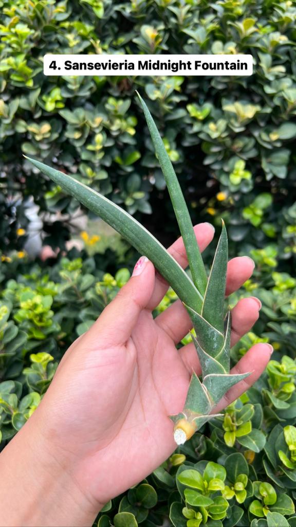 Sansevieria Combo Offer Of 6 (H)