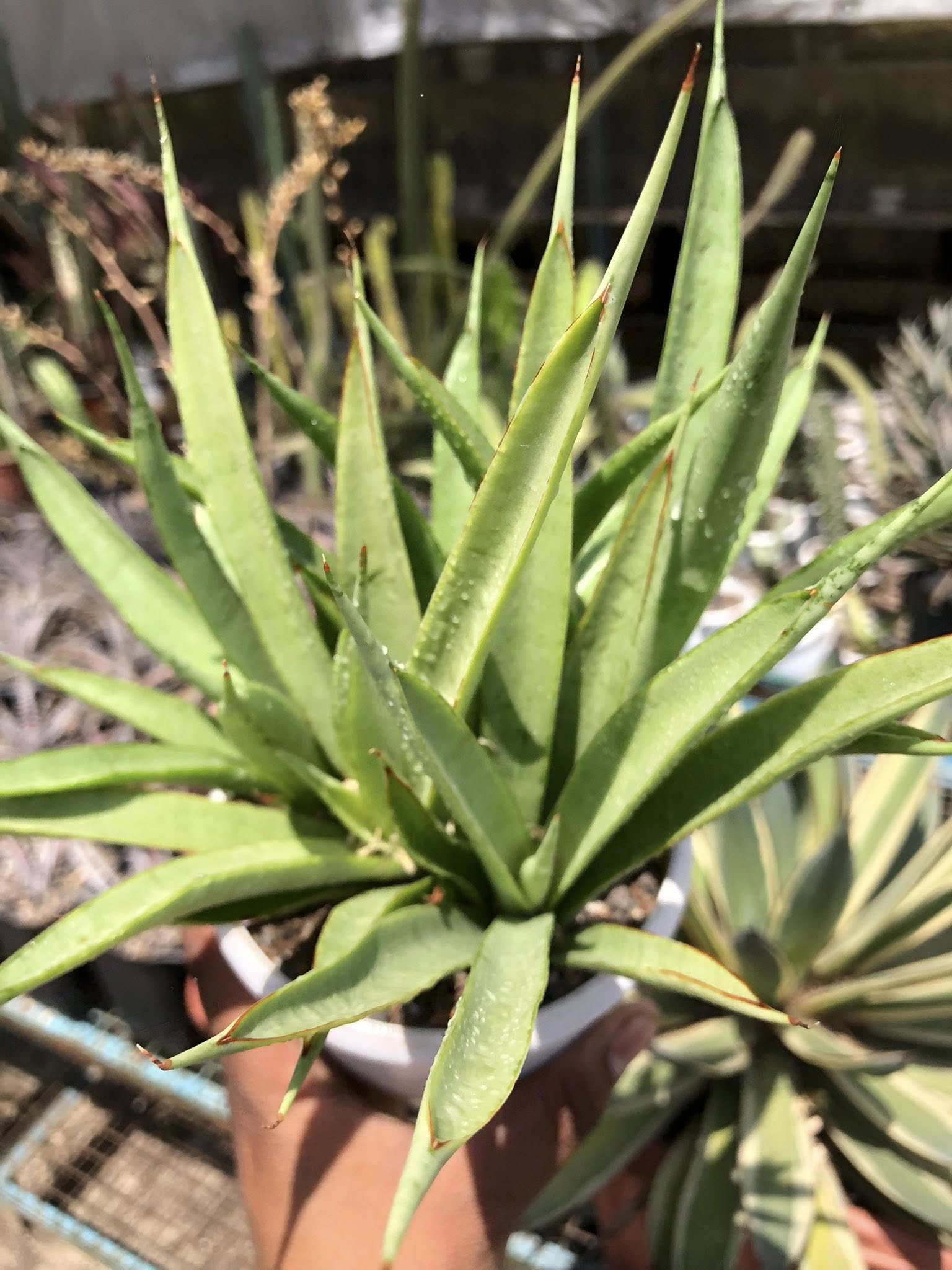 Sansevieria Stella (Clump of Five)