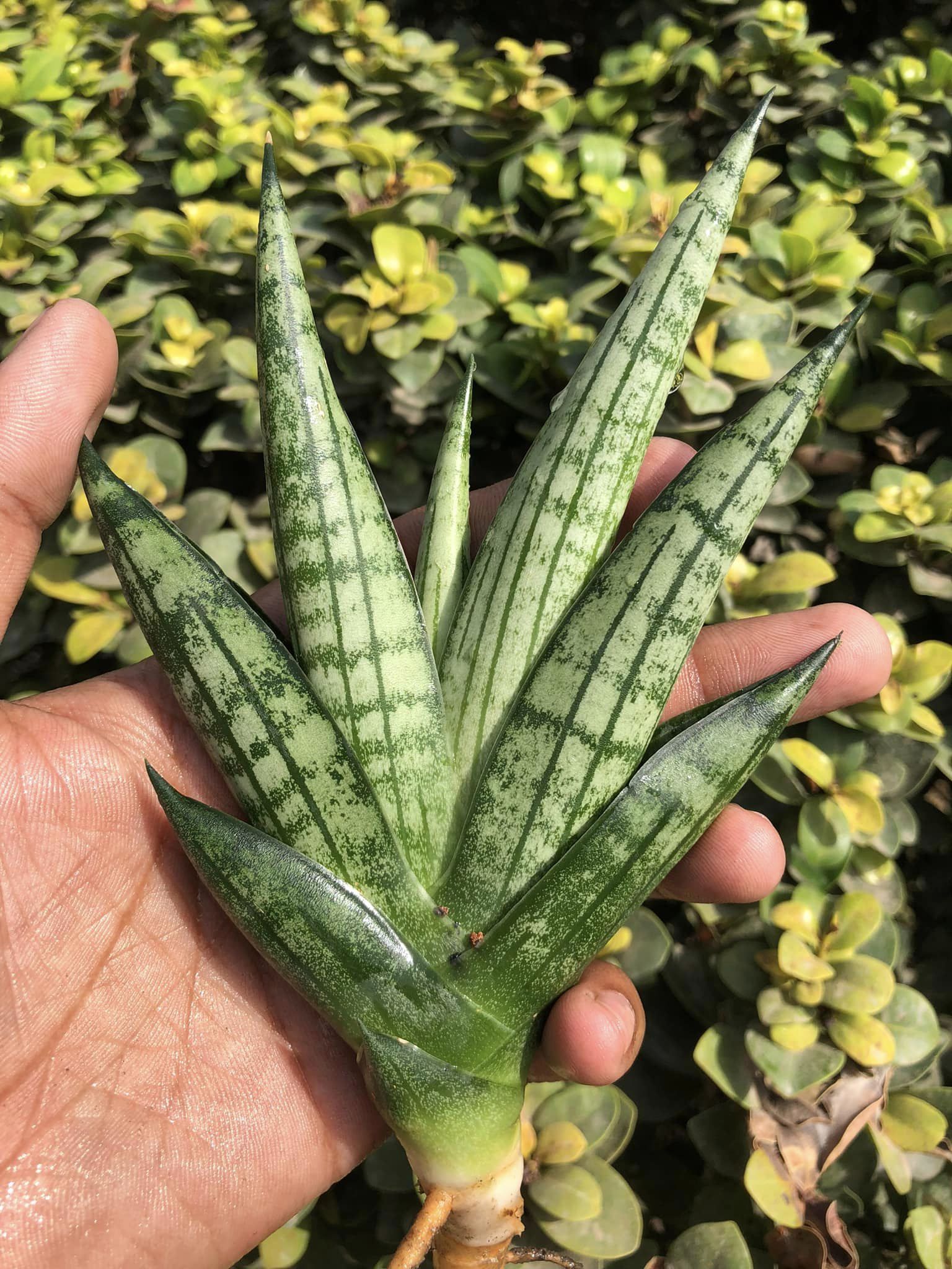 Sansevieria MANJHA