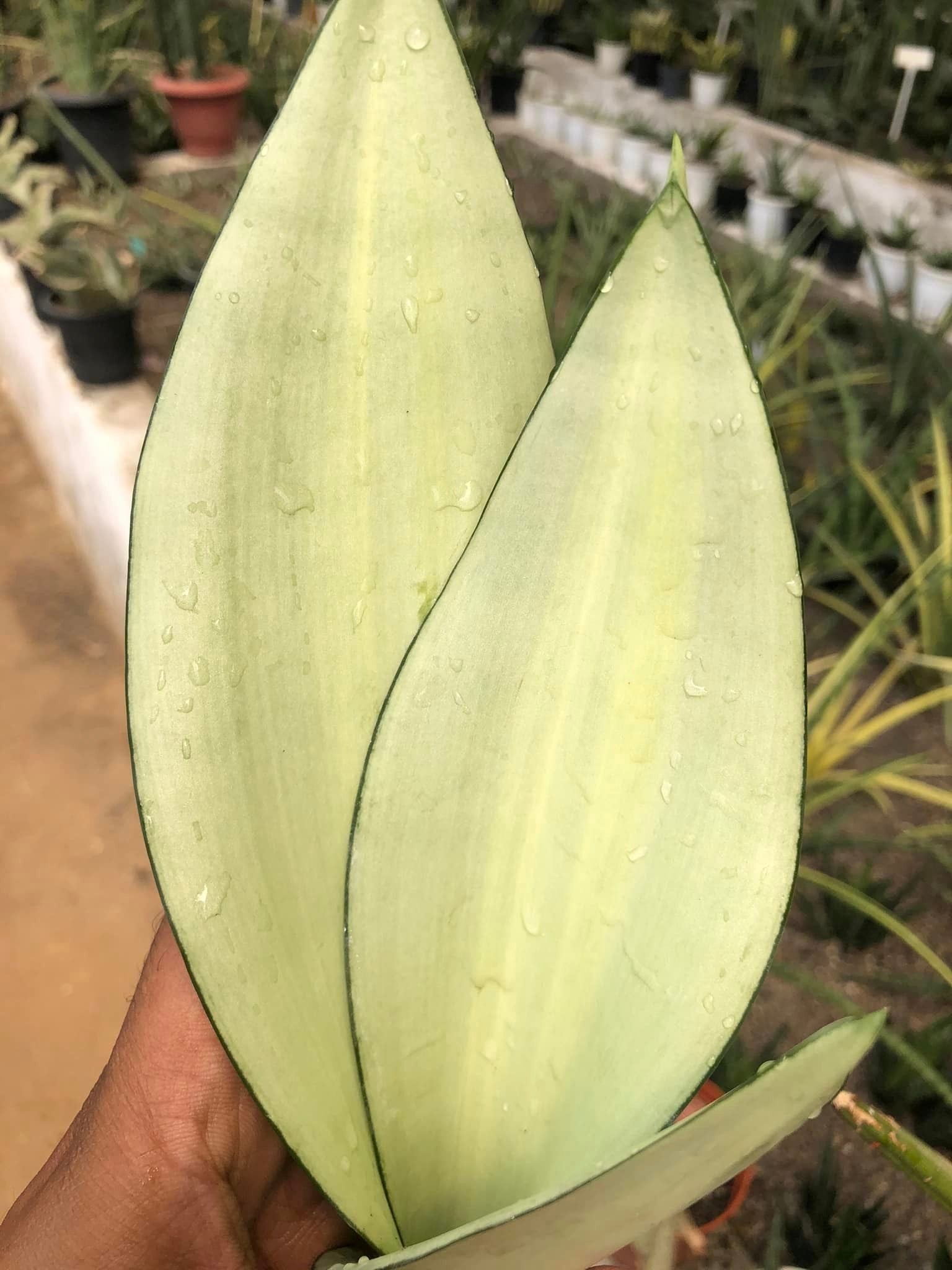 Sansevieria Moonshine Var