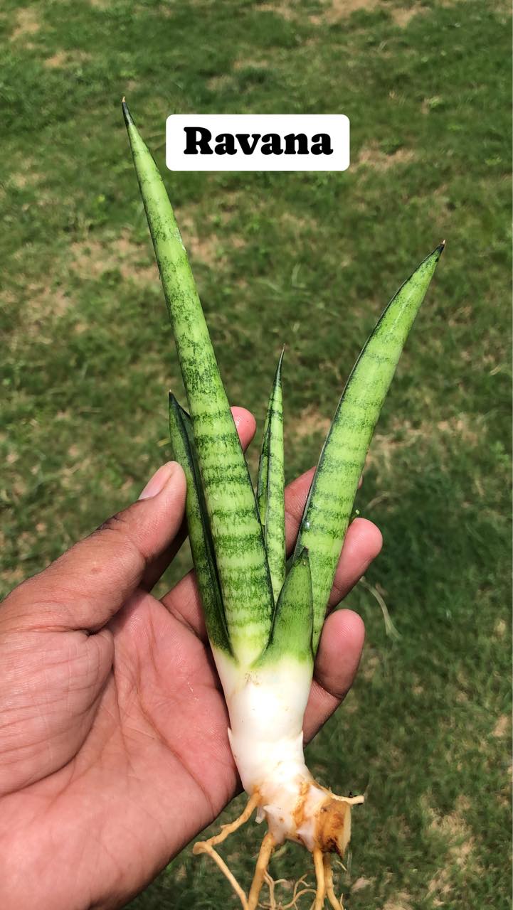 Sansevieria Combo #44 (Seven Hybrids named on Indian Gods)