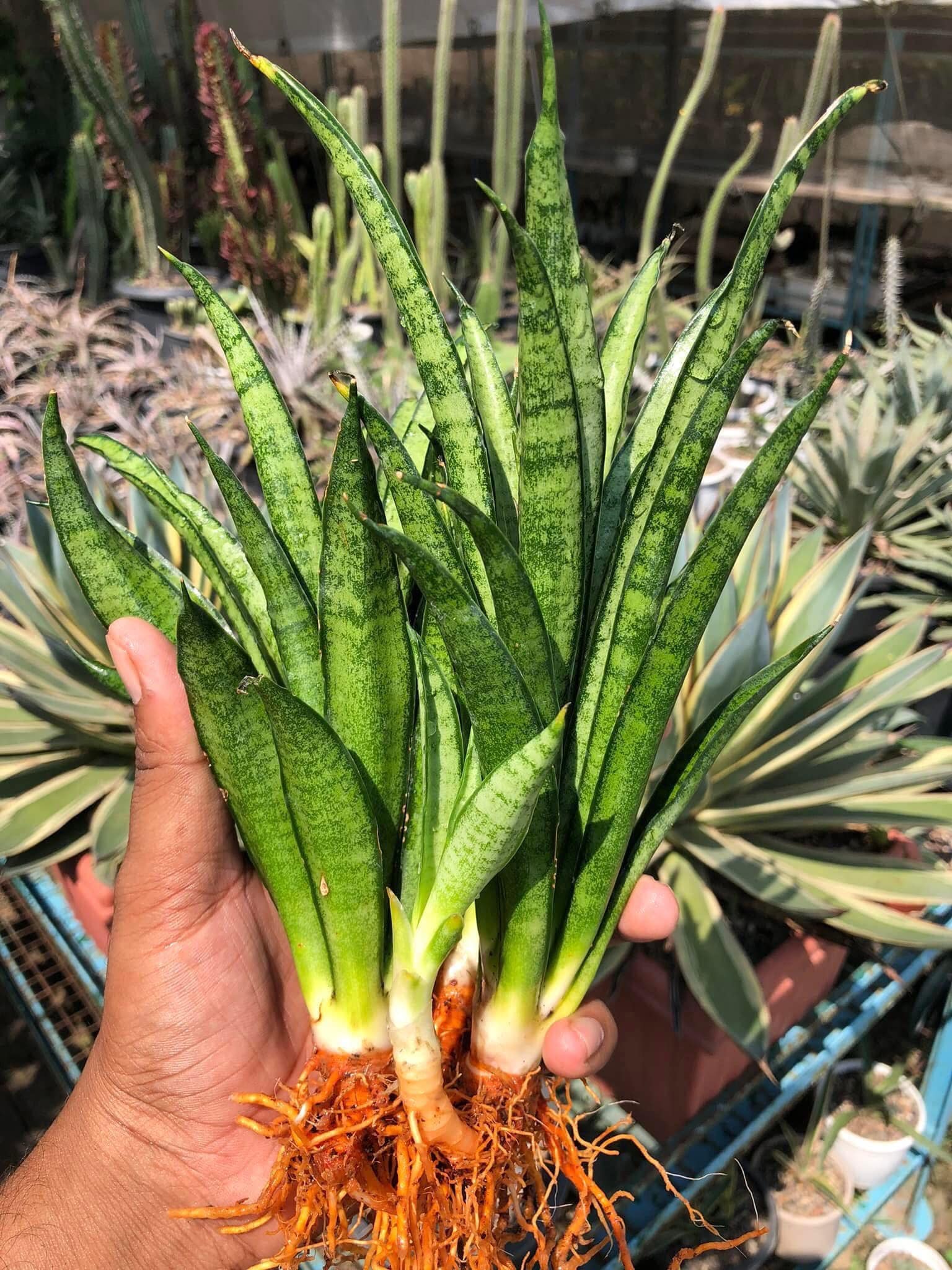 Sansevieria LILLIPUT (CLUMP of a Mother with Two Pups)