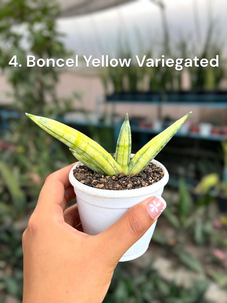 Sansevieria Combo #61 (04 Plants)