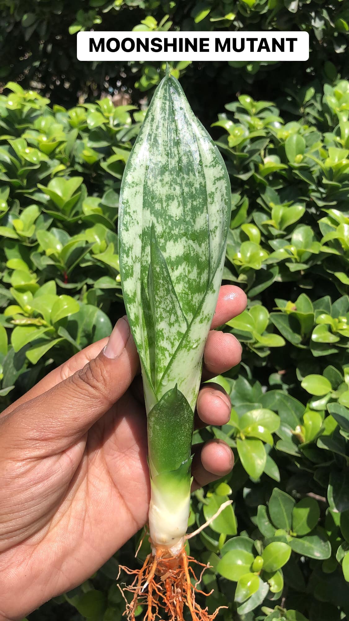 Combo #15 (5 BEAUTIFUL SANSEVIERIA PUPS)