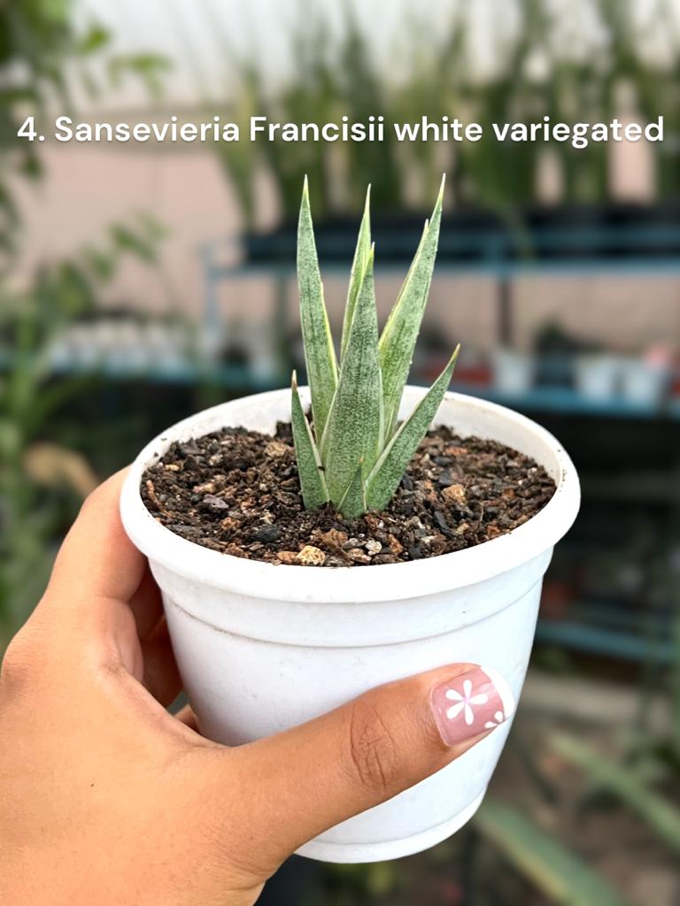 Sansevieria Combo #58 ( Four Plants)