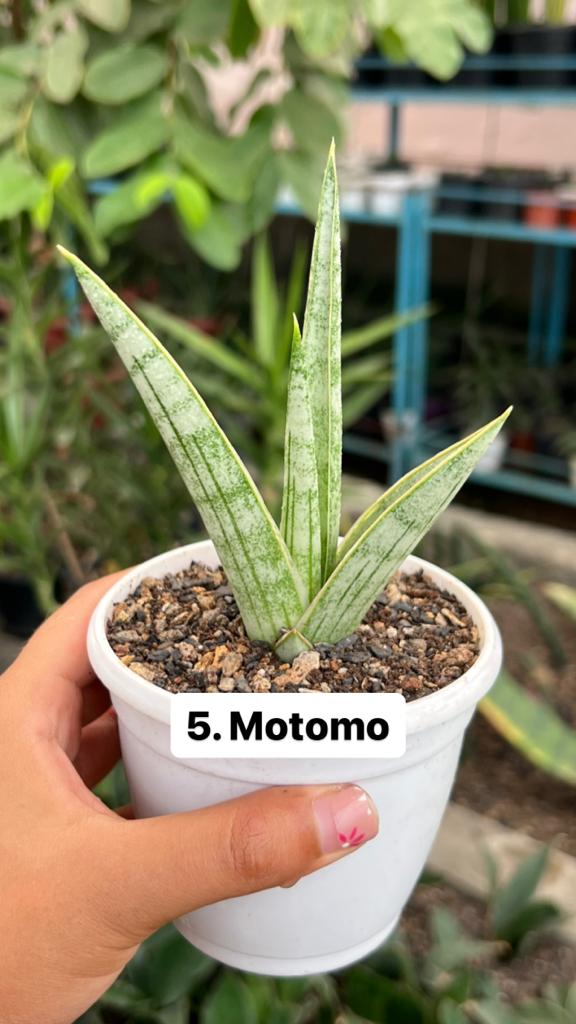 Sansevieria Combo Offer Of 6 (C)