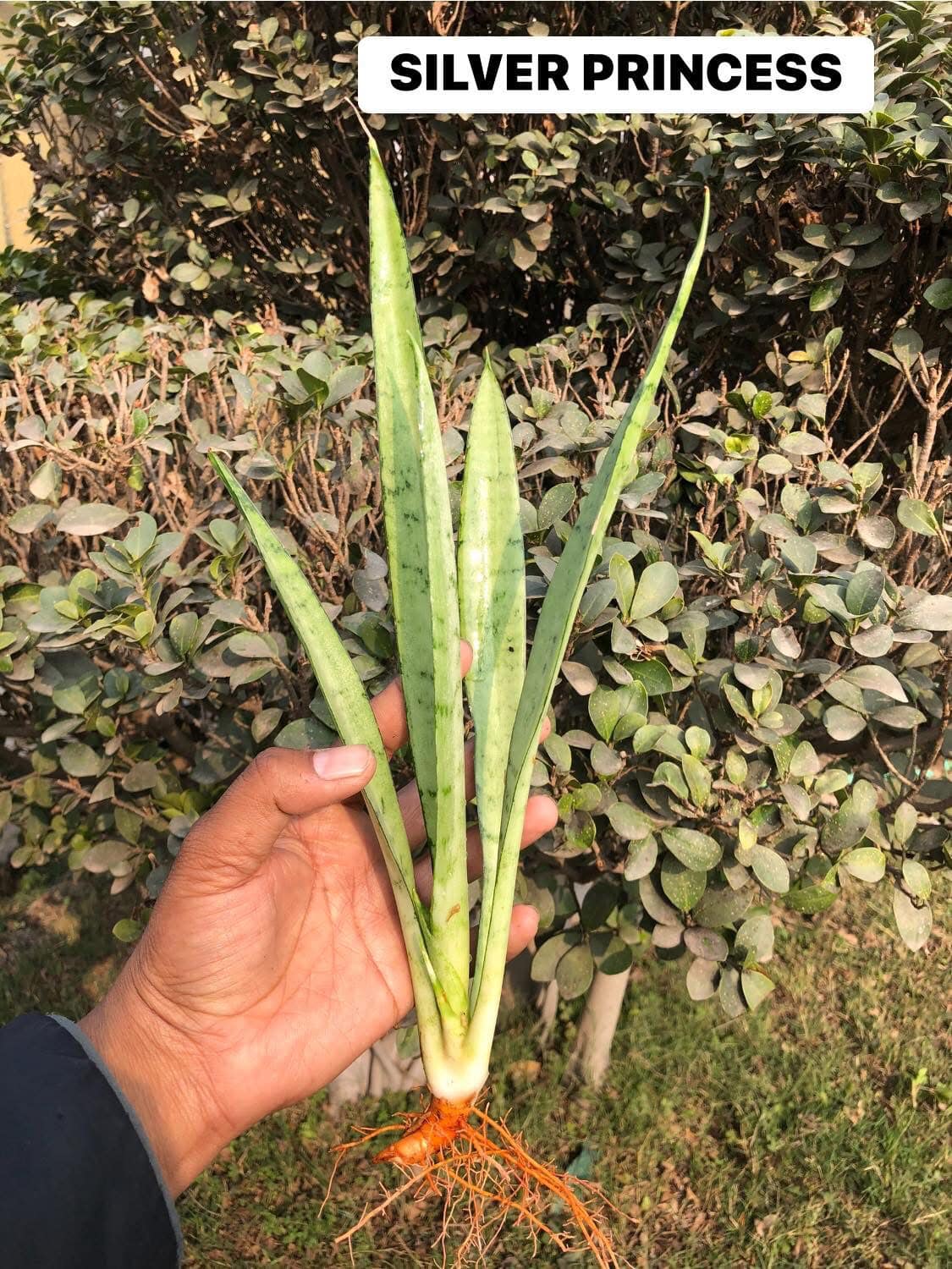Sansevieria Combo #42 (Five Beautiful Trifasciata)