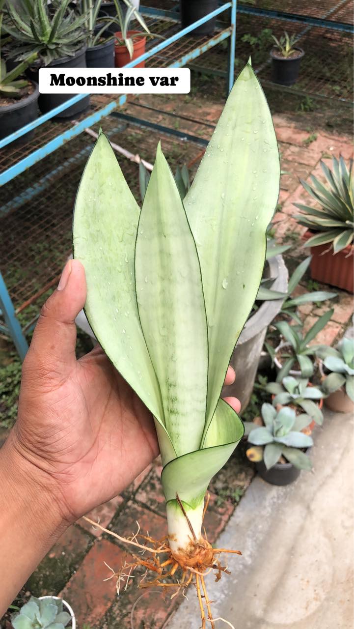 Combo #07 (Five Rare New GenerationTrifasciata)