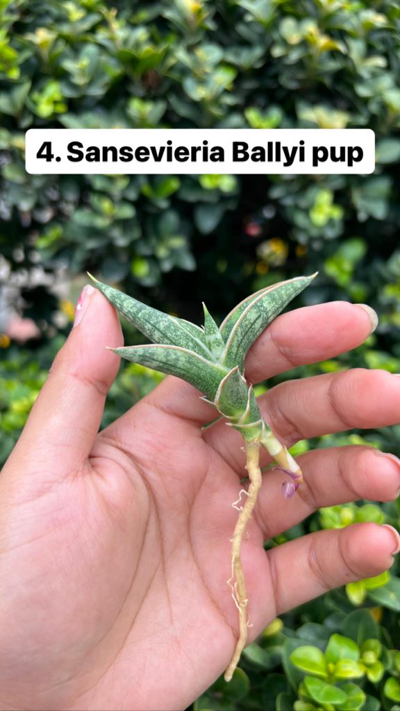 Sansevieria Combo Offer Of 6 (E)