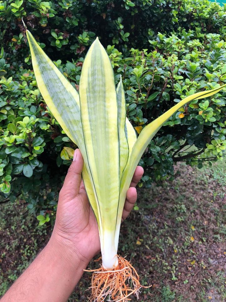 Sansevieria Combo #35 (Two Beautiful Trifas)