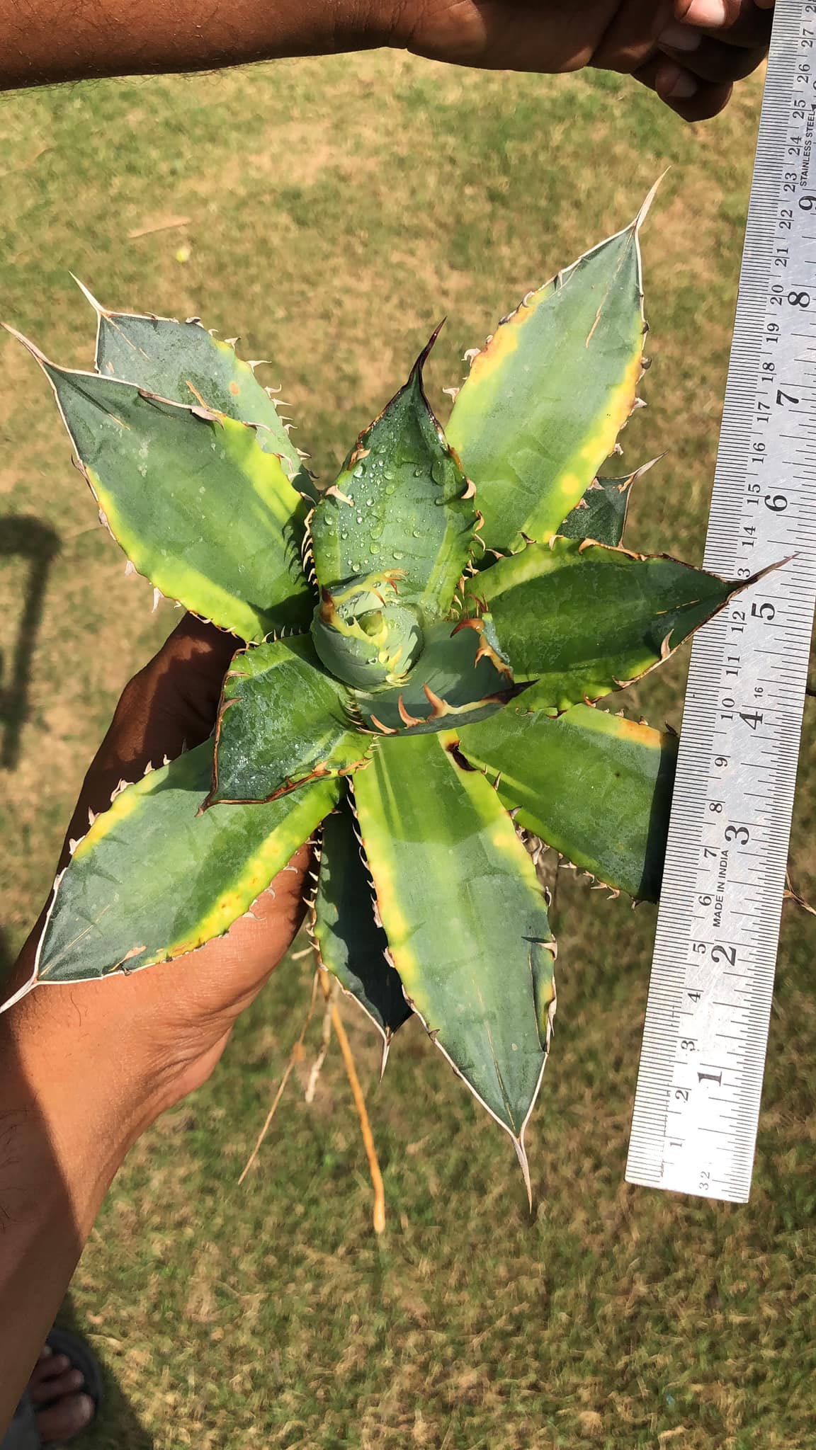 AGAVE BANANA PEEL LARGE PLANT