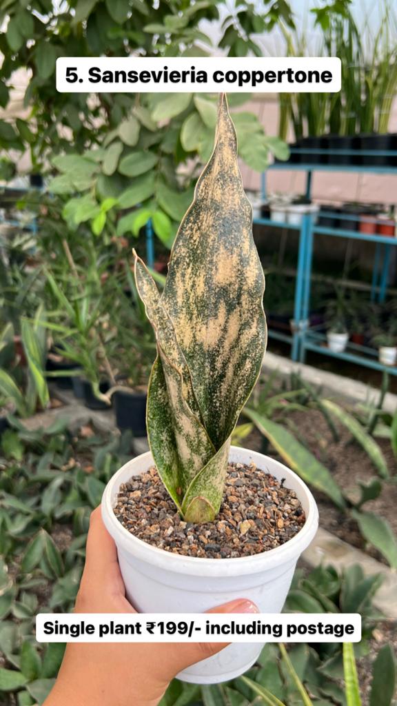 Sansevieria Combo Offer Of 5 (D)