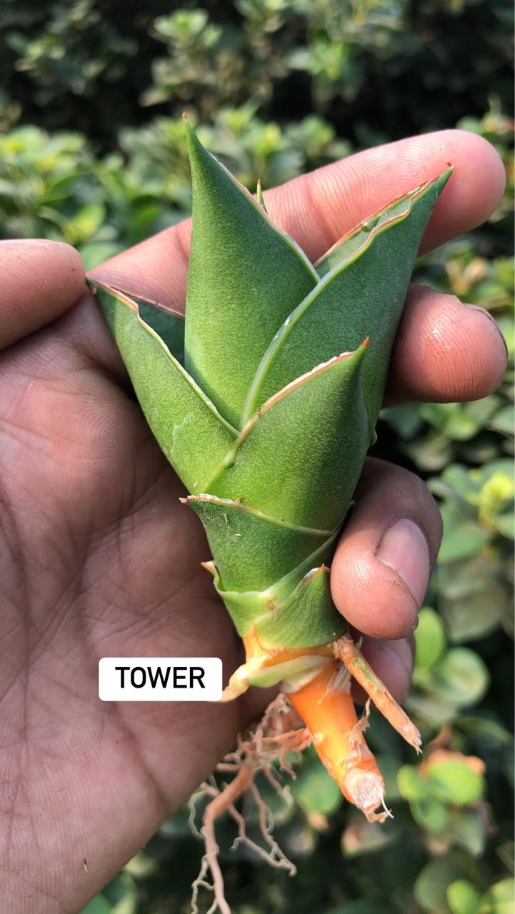 COMBO #103 (10 sansevieria)