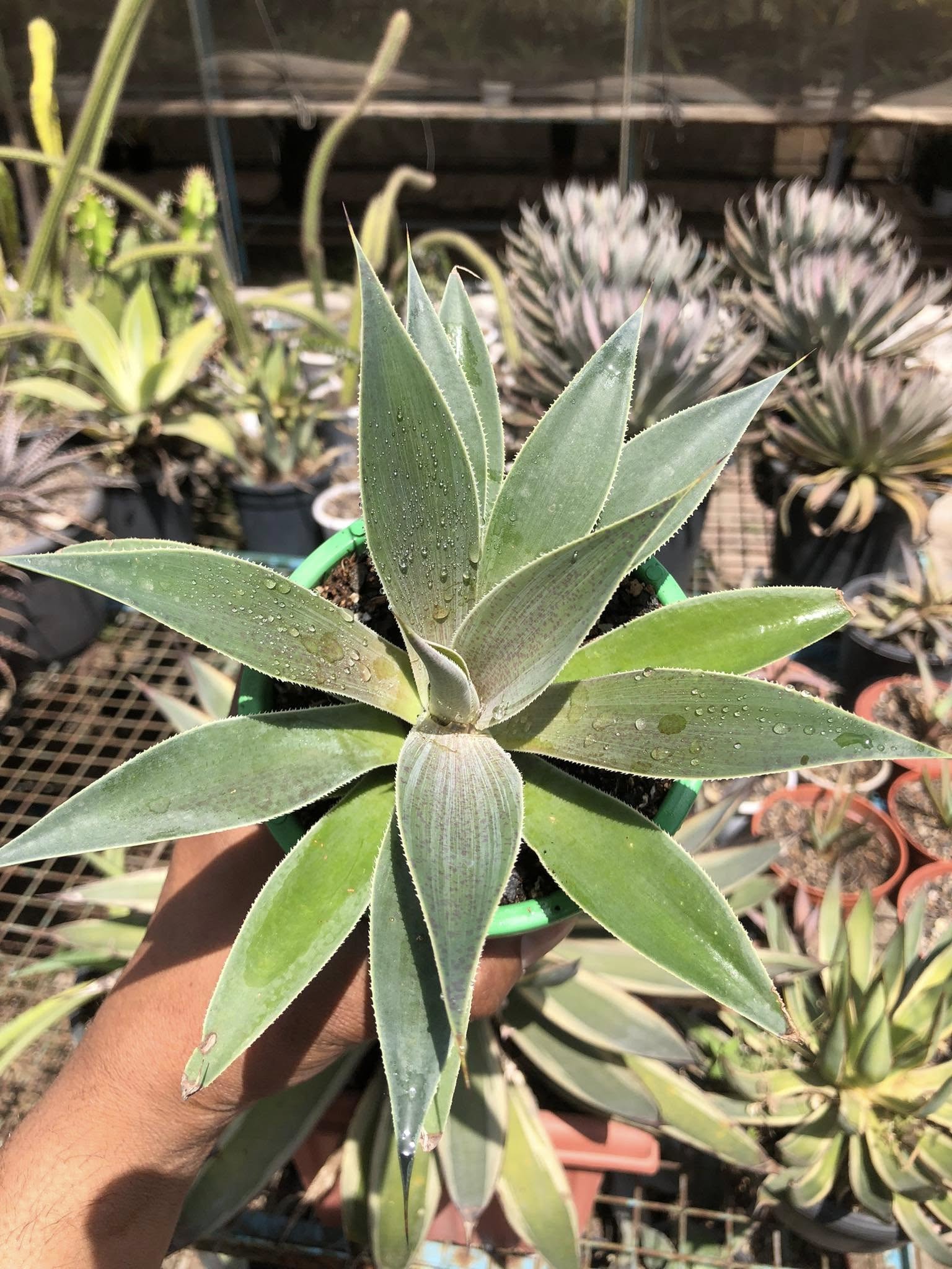 MANGAVE LAVENDER LADY