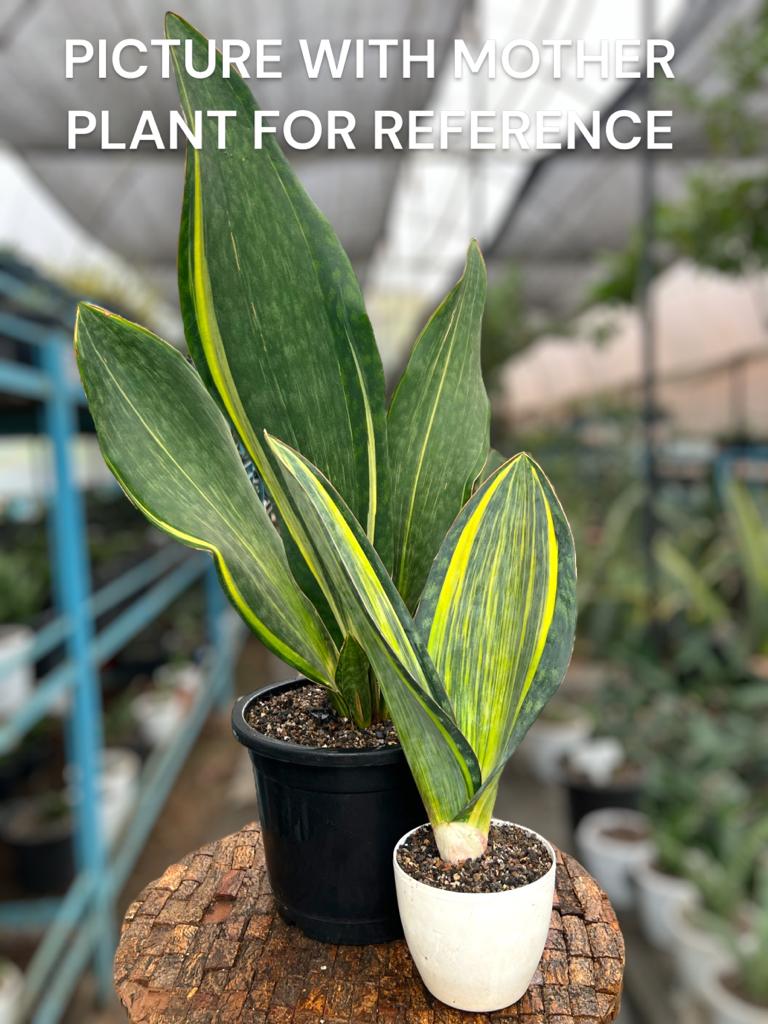 Sansevieria Masoniana Yellow Variegated (Tall Variety)