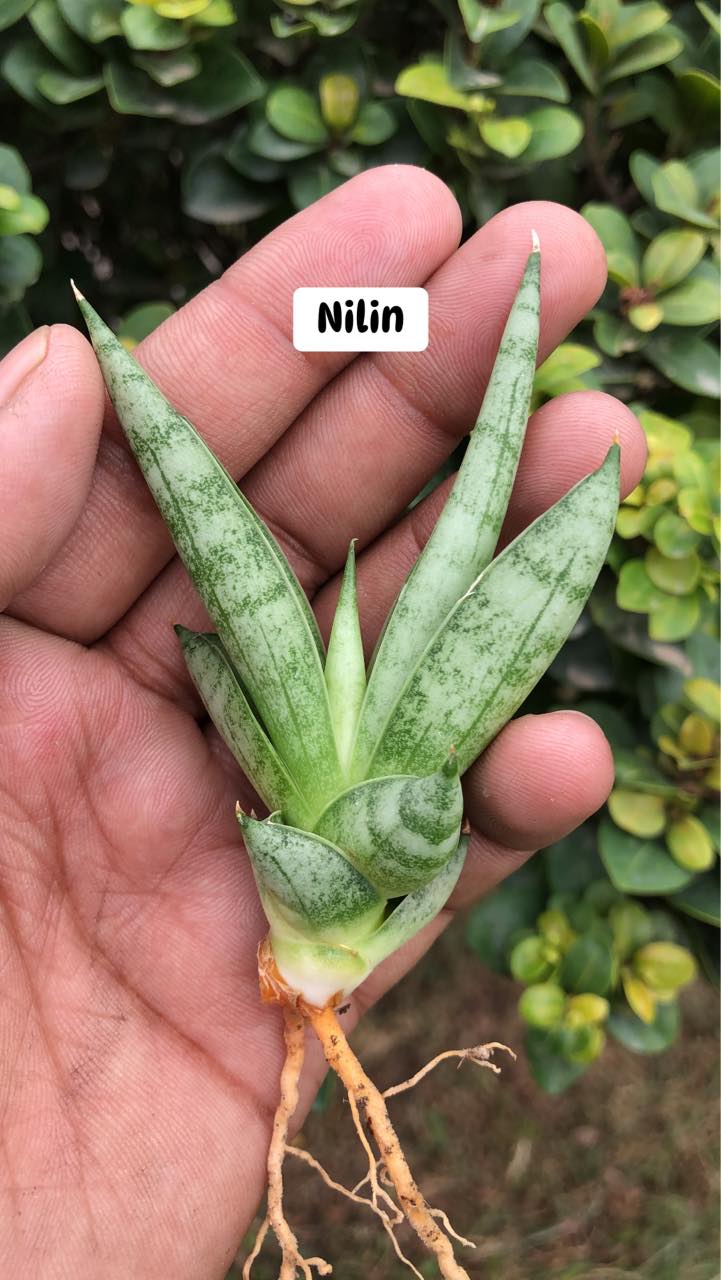 Combo #09 Sansevieria (of seven Plants)