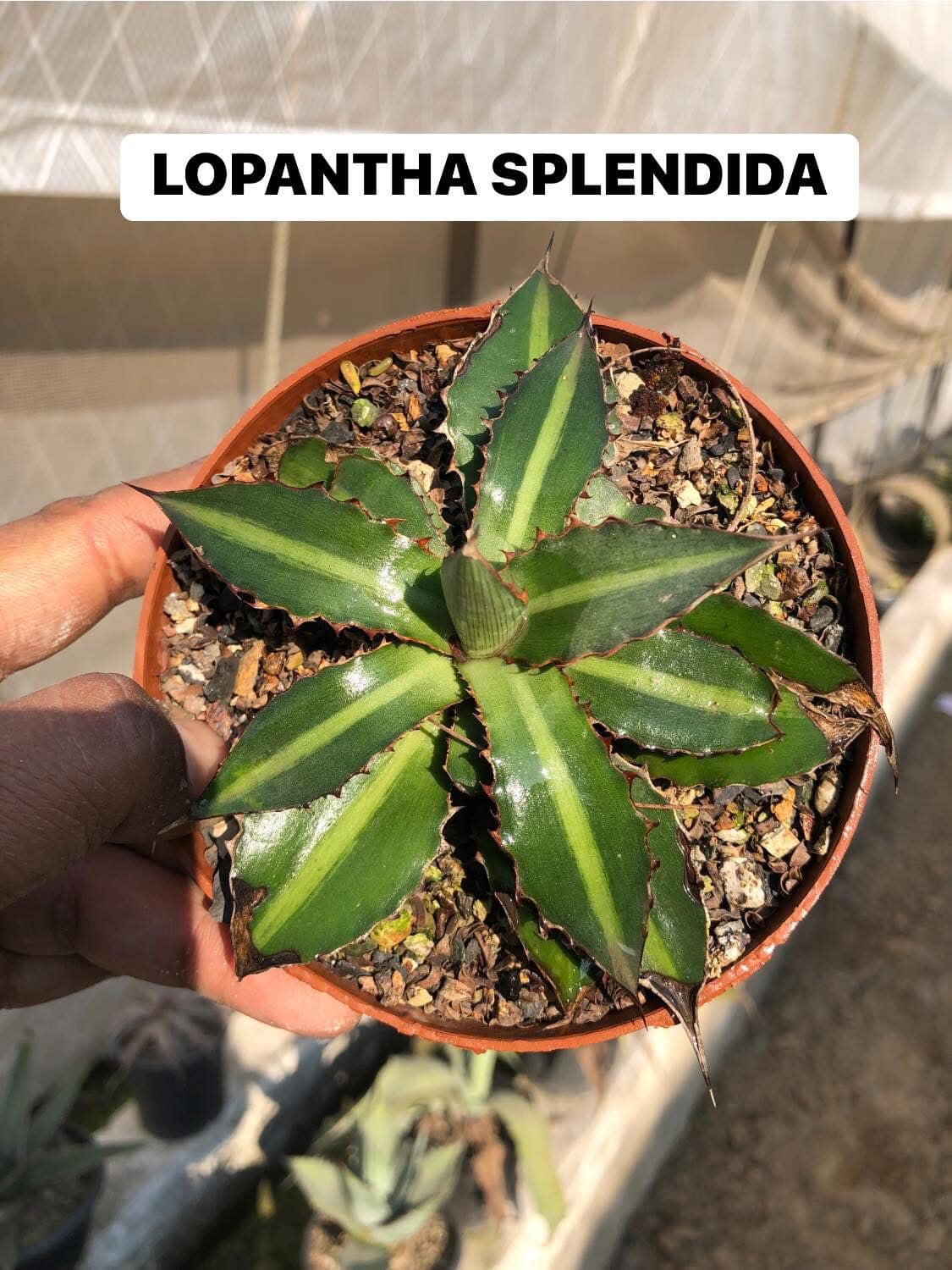 Agaves/Mangave Combo #121 (nine plants)