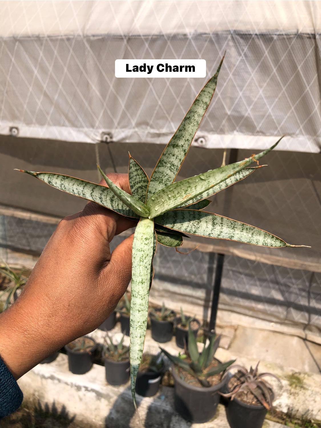 Sansevieria Combo #32 (Six Hybrids)
