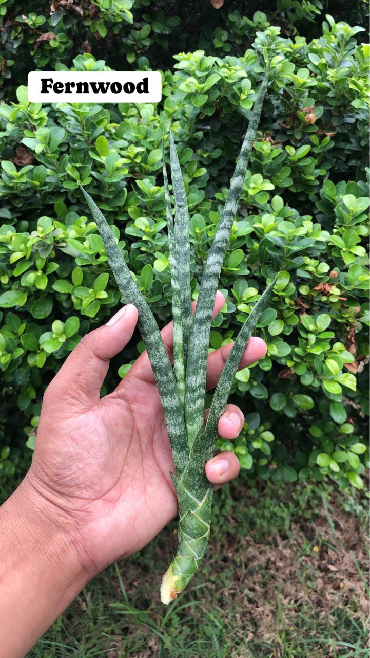 Sansevieria Combo #01 (Six Hybrids)