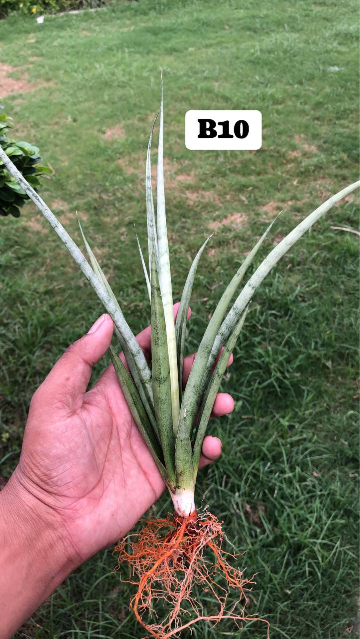 Sansevieria Combo #03 (Six Plants)