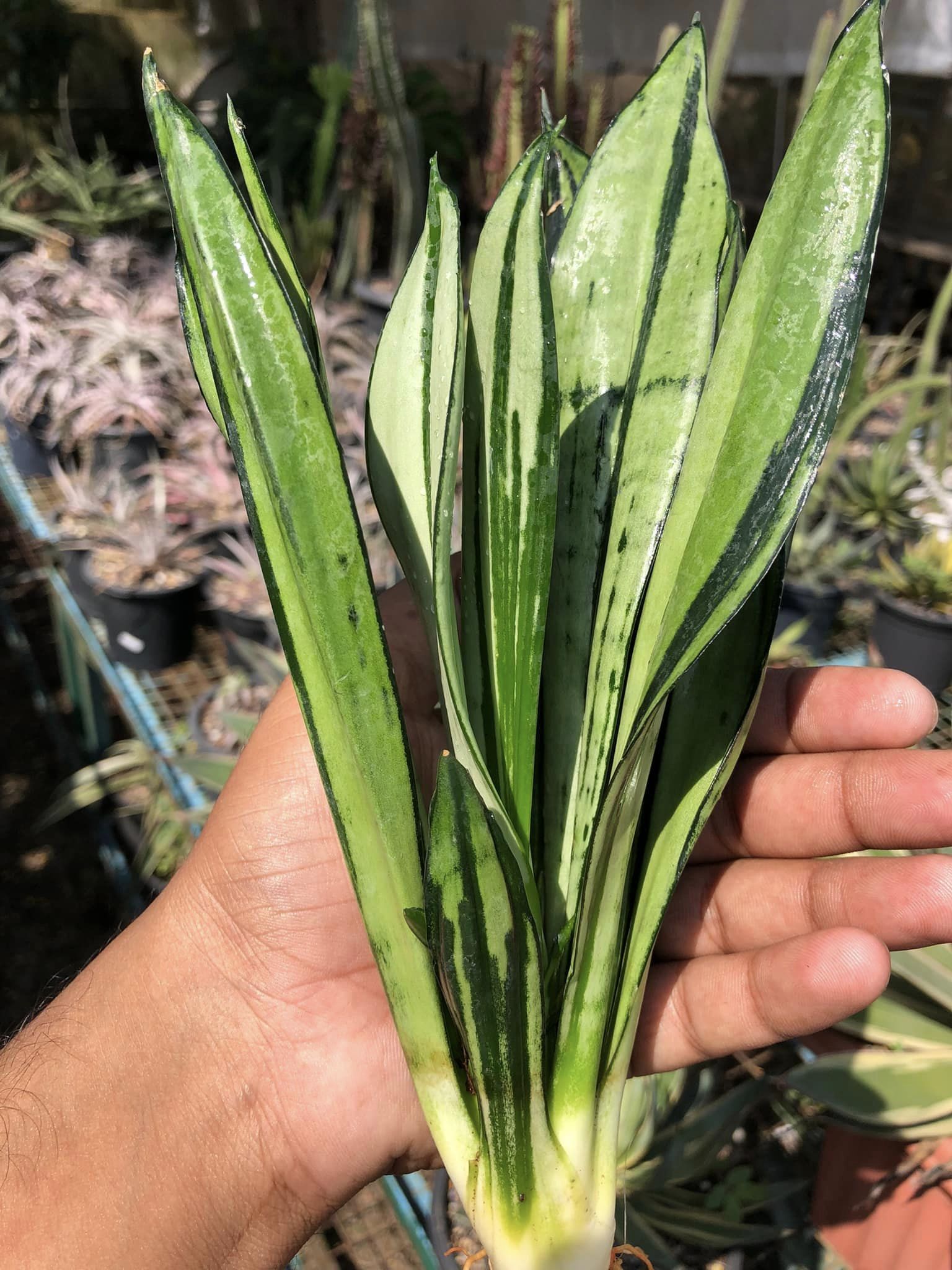 Sansevieria BRAZILLIAN MOONSHINE