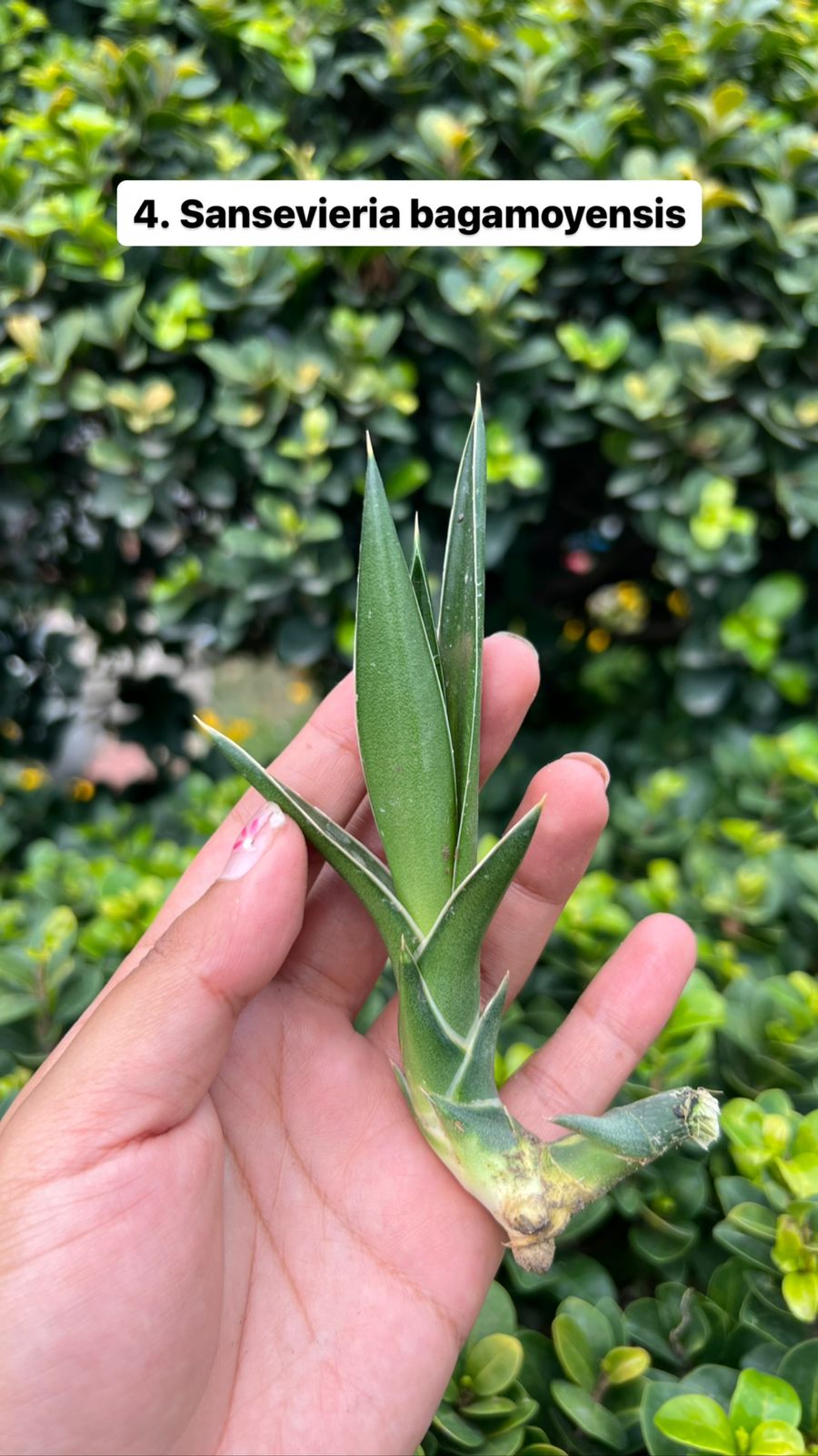 Sansevieria Combo Offer Of 4 (I)