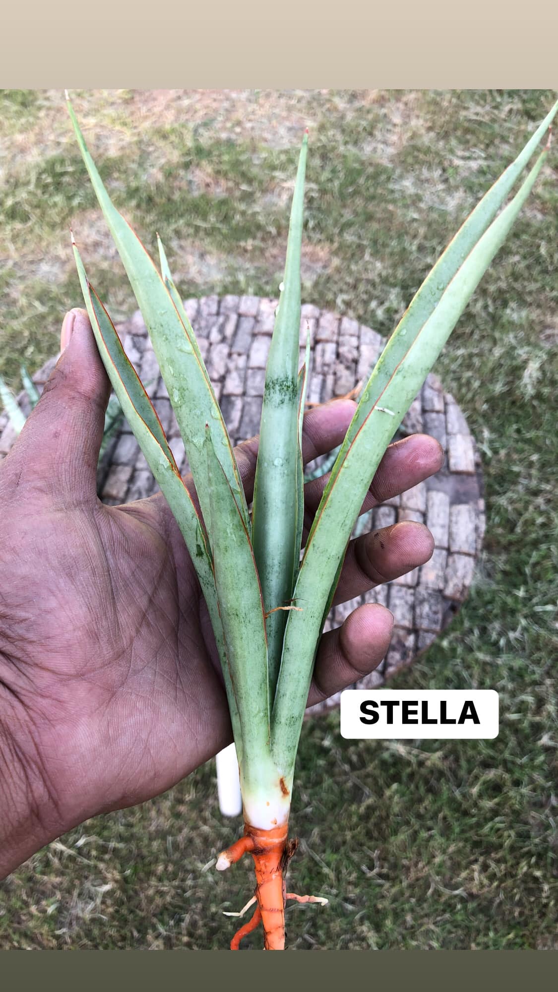 Sansevieria Combo #16, of five plants