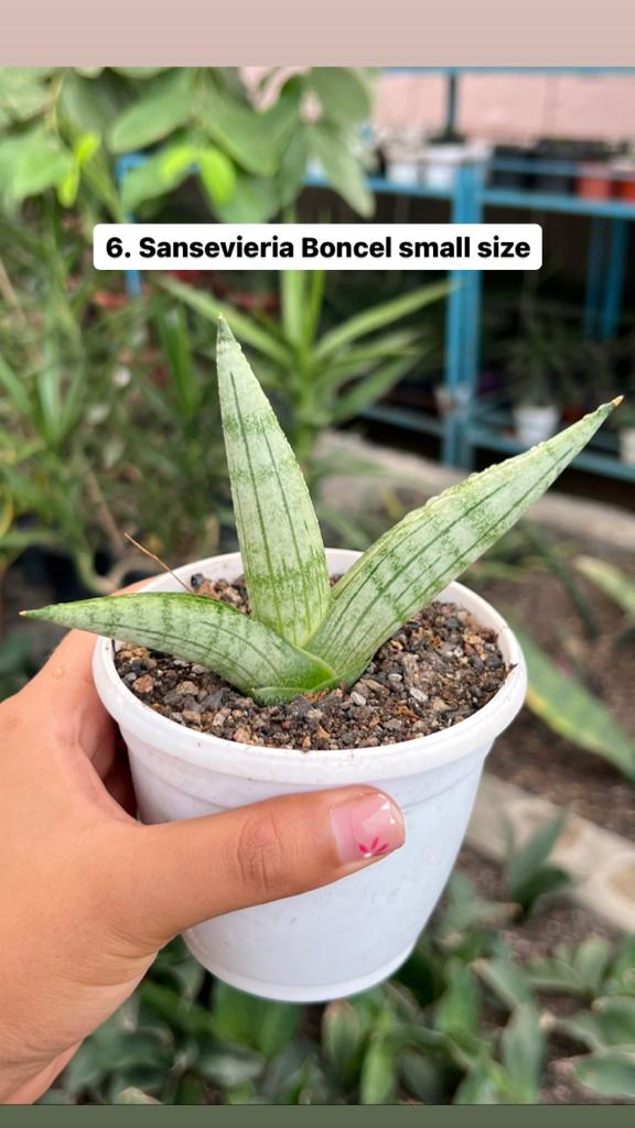 Sansevieria Combo #54 (Six Plants)