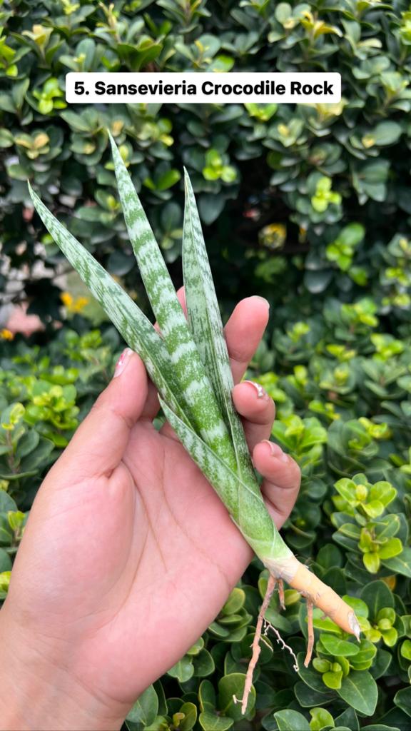 Sansevieria Combo Offer Of 6 (J)