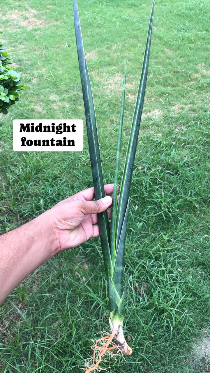 Sansevieria Combo #03 (Six Plants)