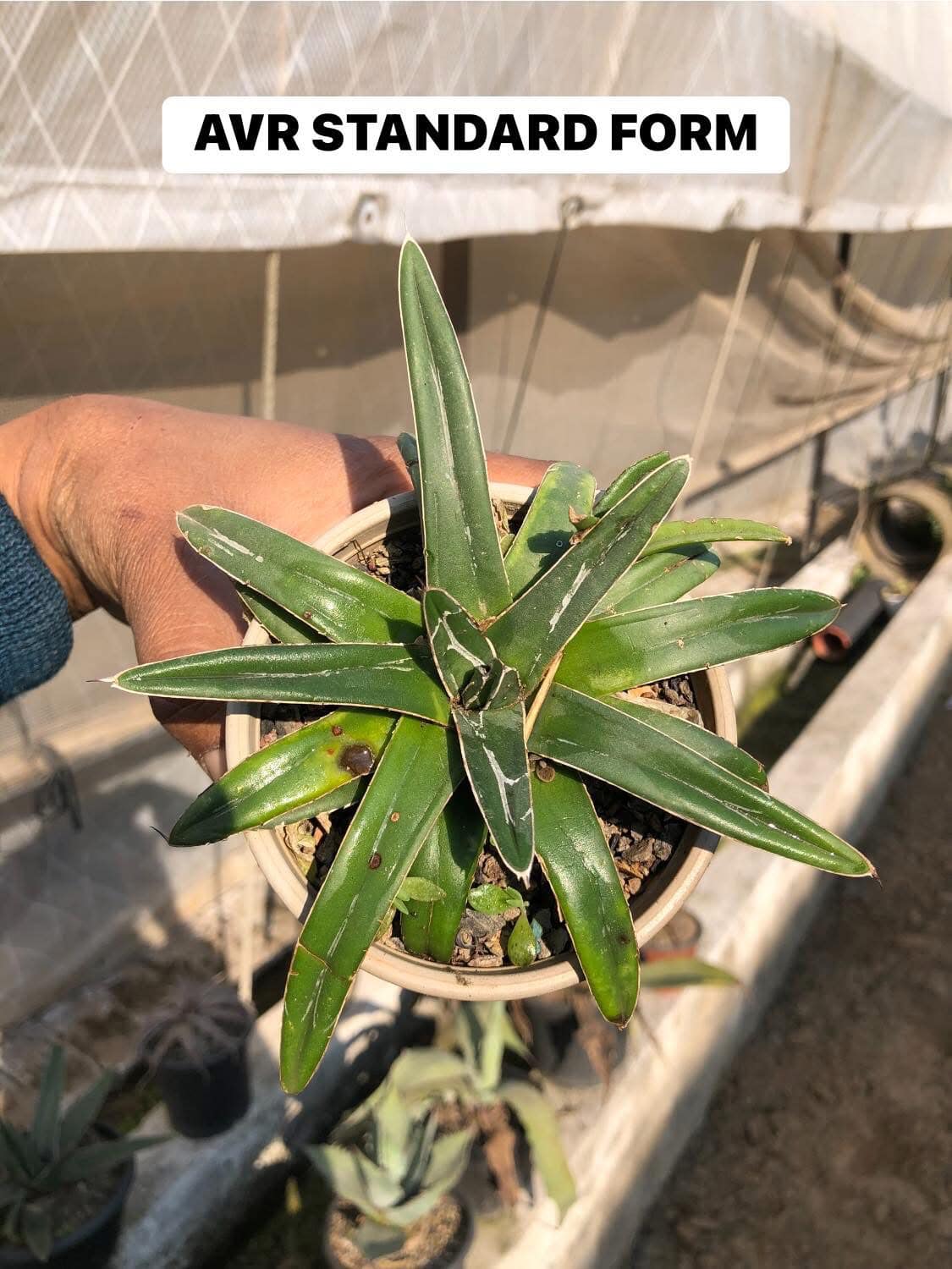 Agaves/Mangave Combo #121 (nine plants)
