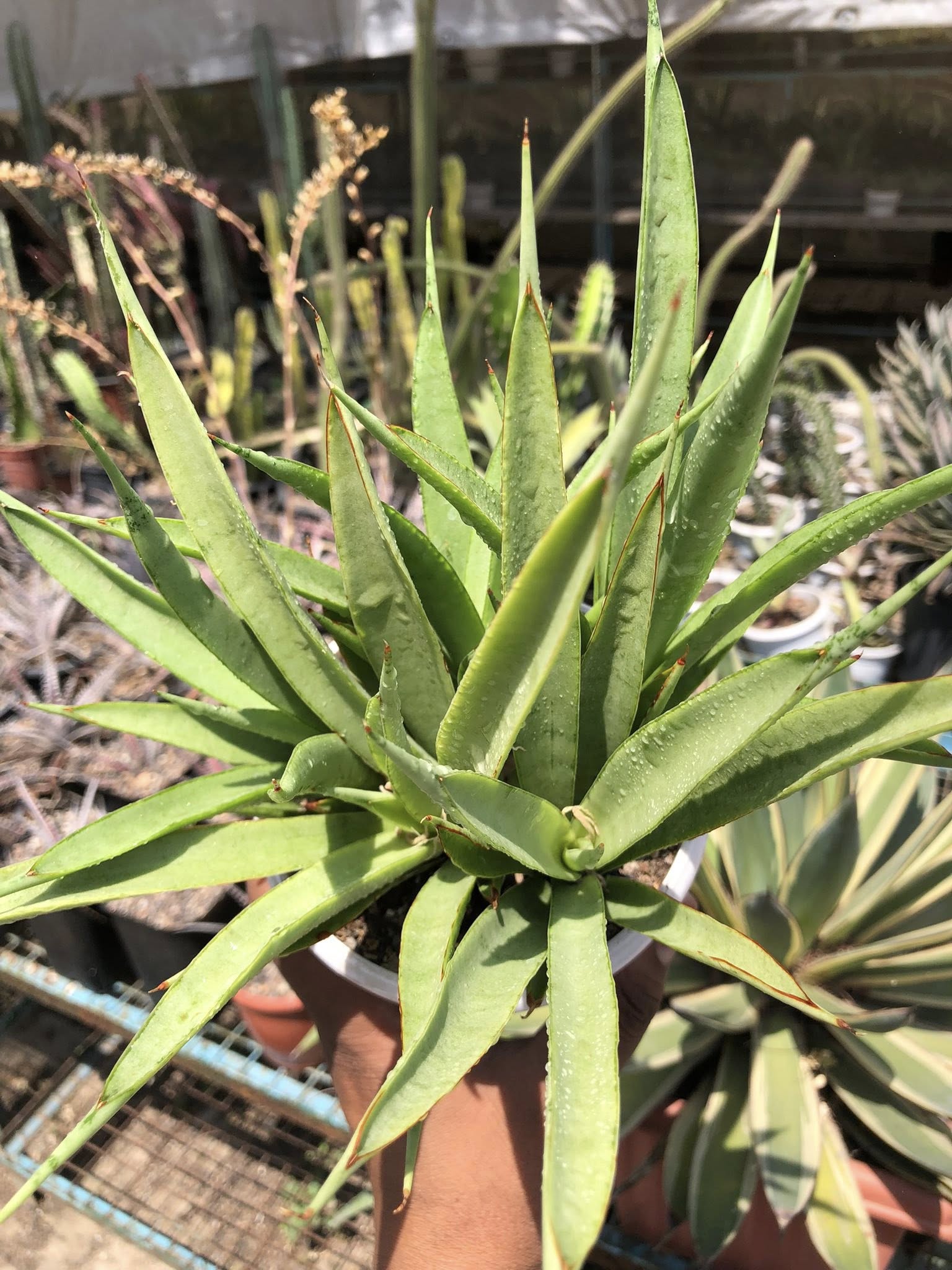 Sansevieria Stella (Clump of Five)