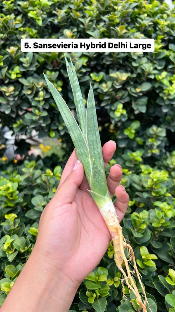Sansevieria Combo Offer Of 6 (H)