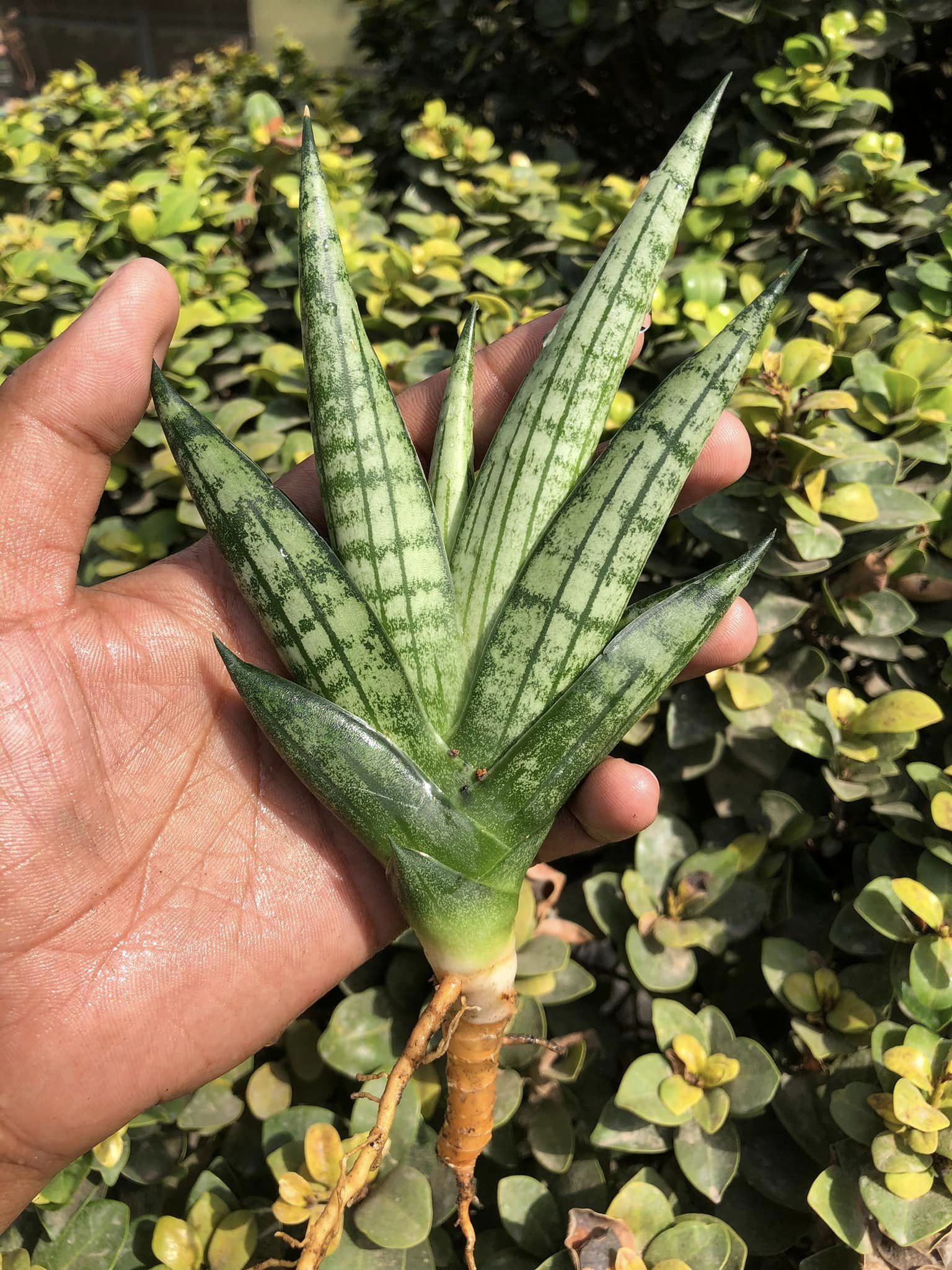 Sansevieria MANJHA