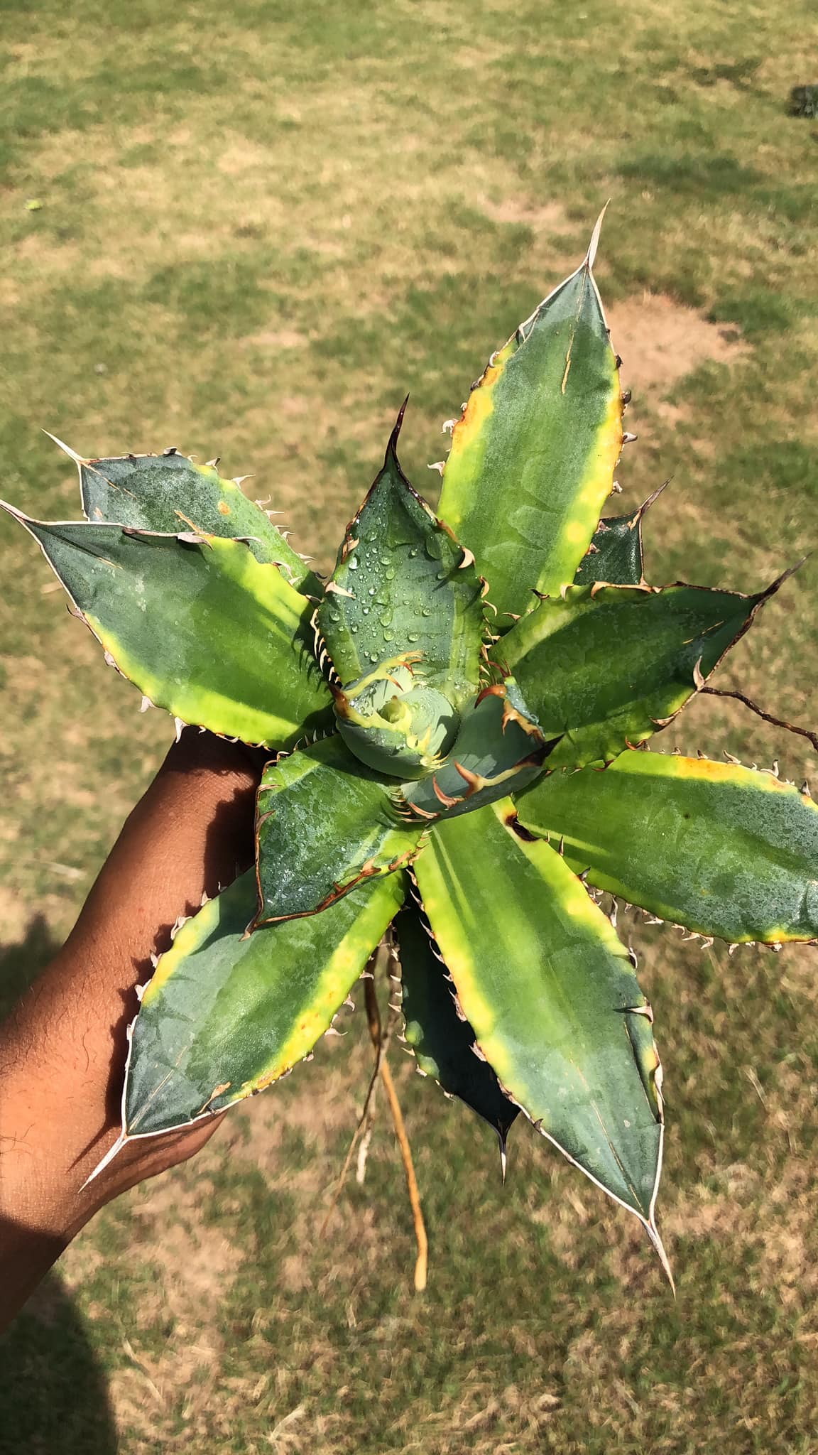 AGAVE BANANA PEEL LARGE PLANT