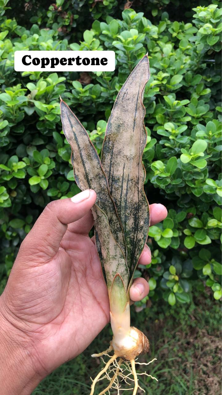 Sansevieria Combo #01 (Six Hybrids)
