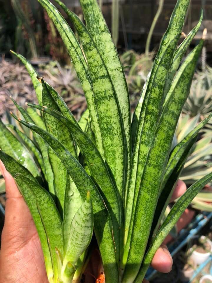 Sansevieria LILLIPUT (CLUMP of a Mother with Two Pups)