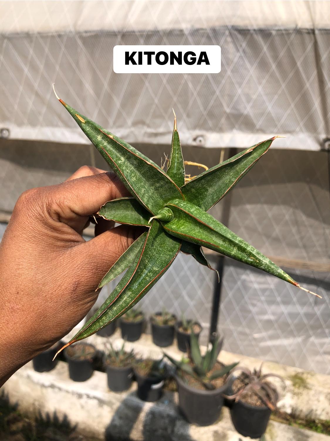 Sansevieria Combo #32 (Six Hybrids)
