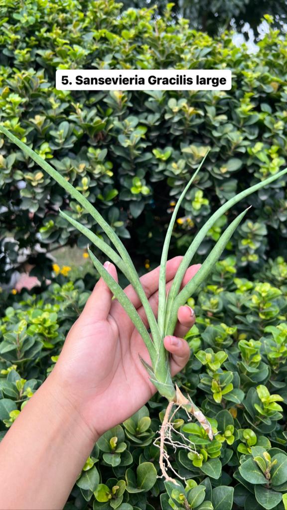Sansevieria Combo Offer Of 6 (L)