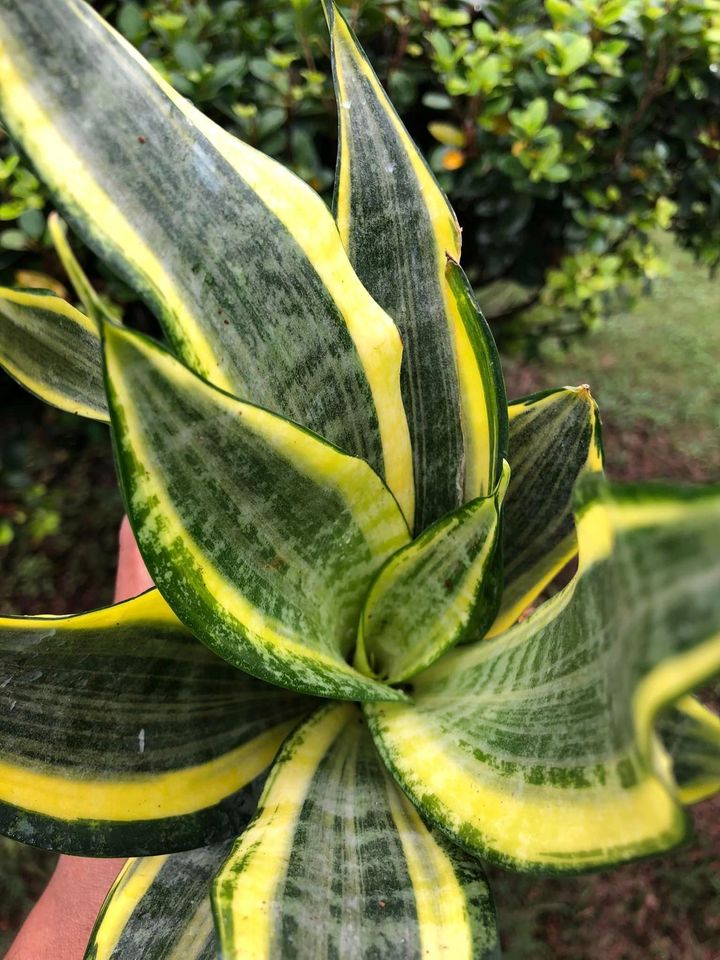 Sansevieria Combo #35 (Two Beautiful Trifas)